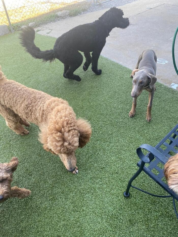 Images Your Dog's Best Days