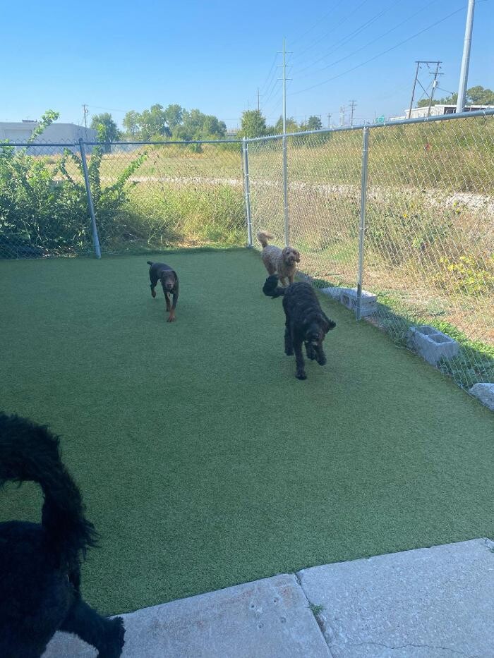 Images Your Dog's Best Days