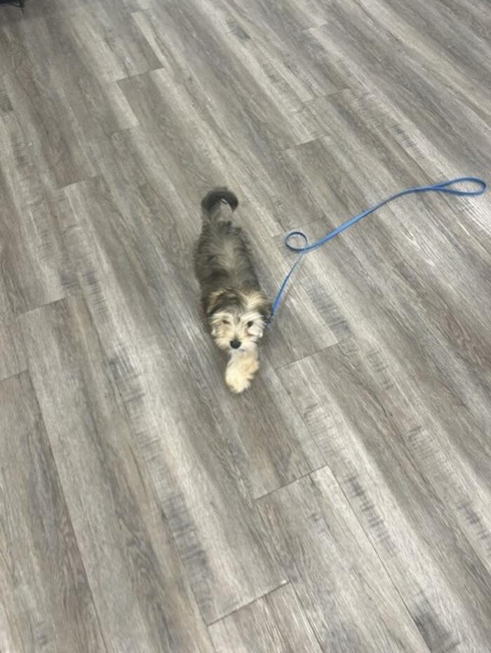 Images Your Dog's Best Days