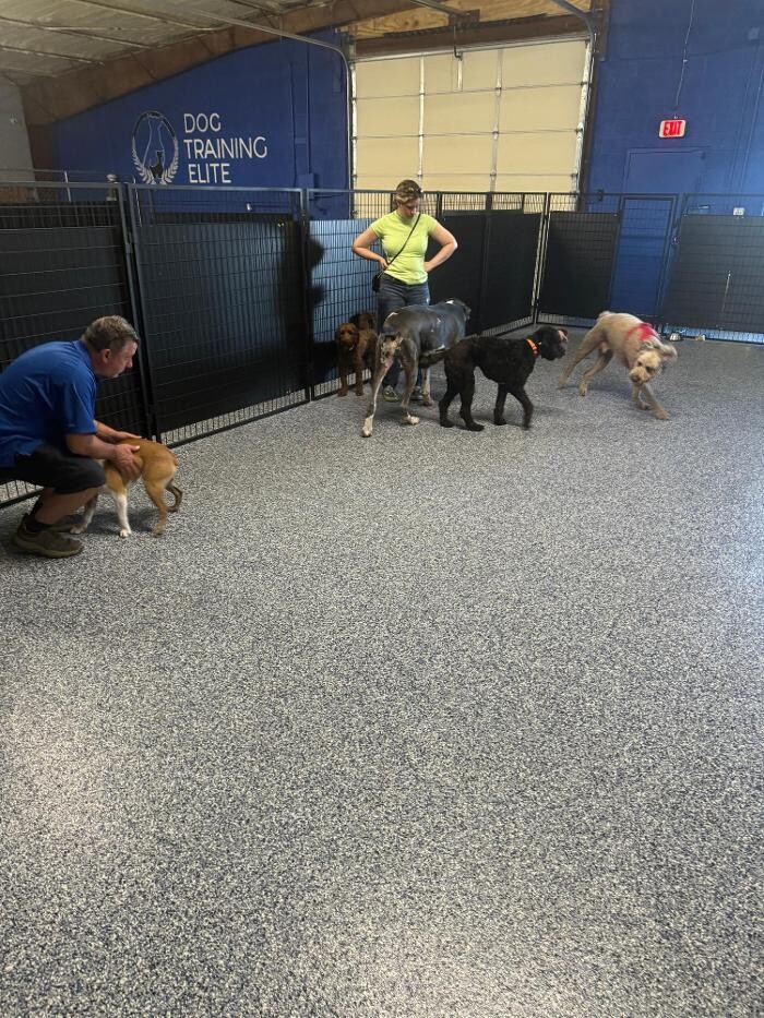 Images Your Dog's Best Days