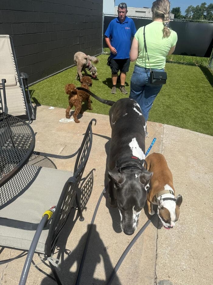 Images Your Dog's Best Days