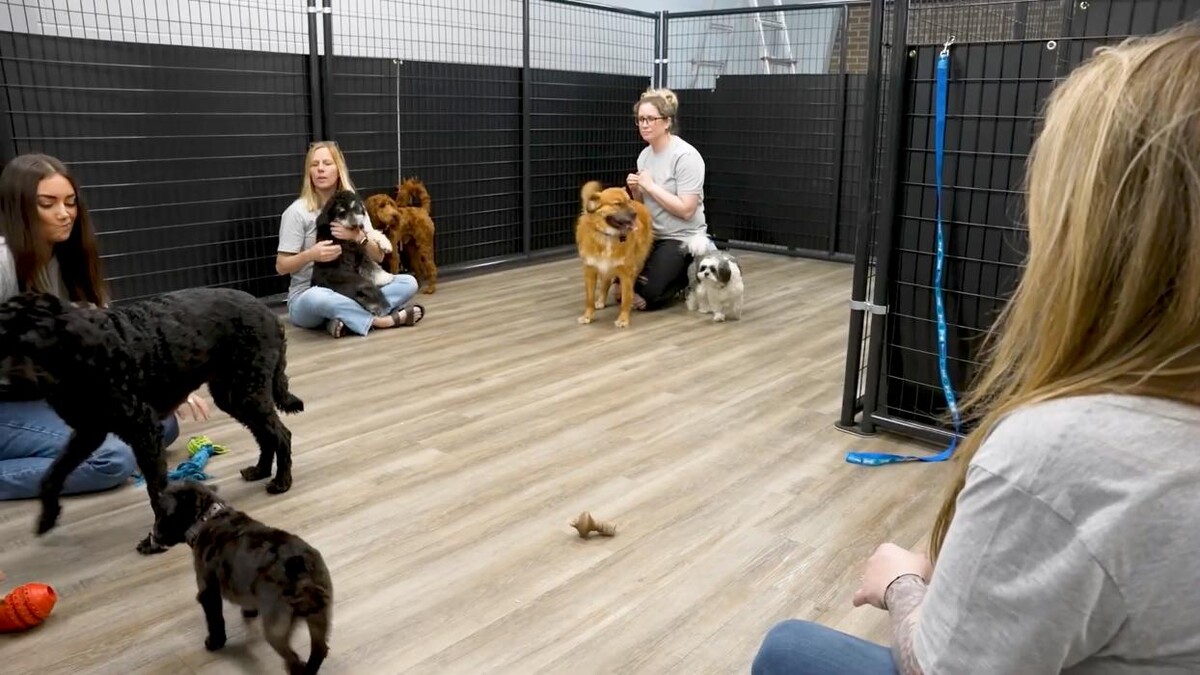 Images Your Dog's Best Days