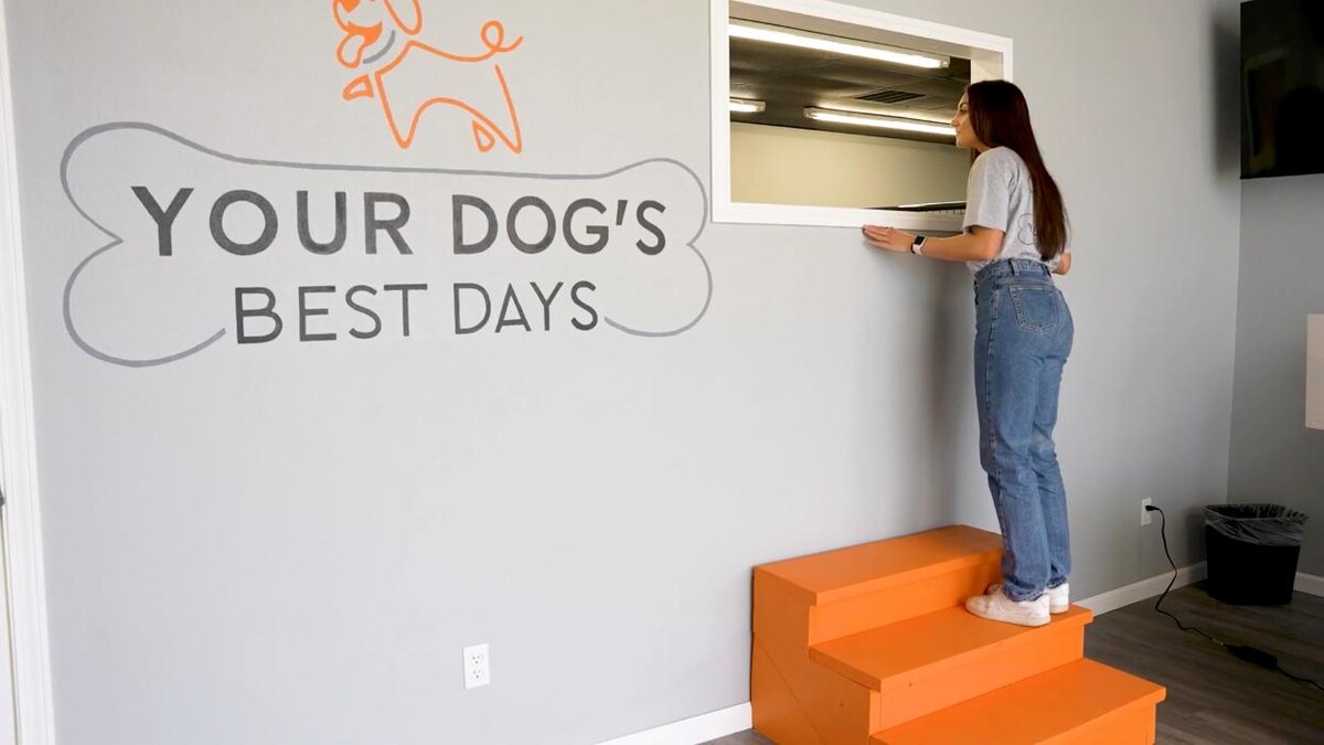 Images Your Dog's Best Days