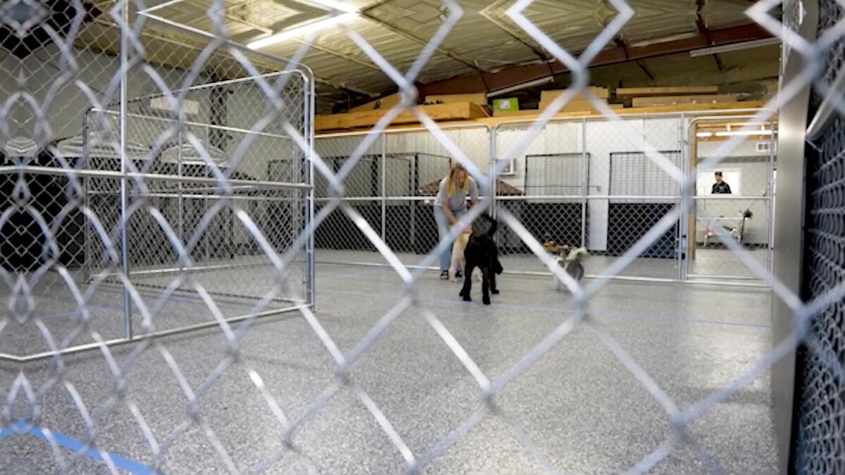 Images Your Dog's Best Days