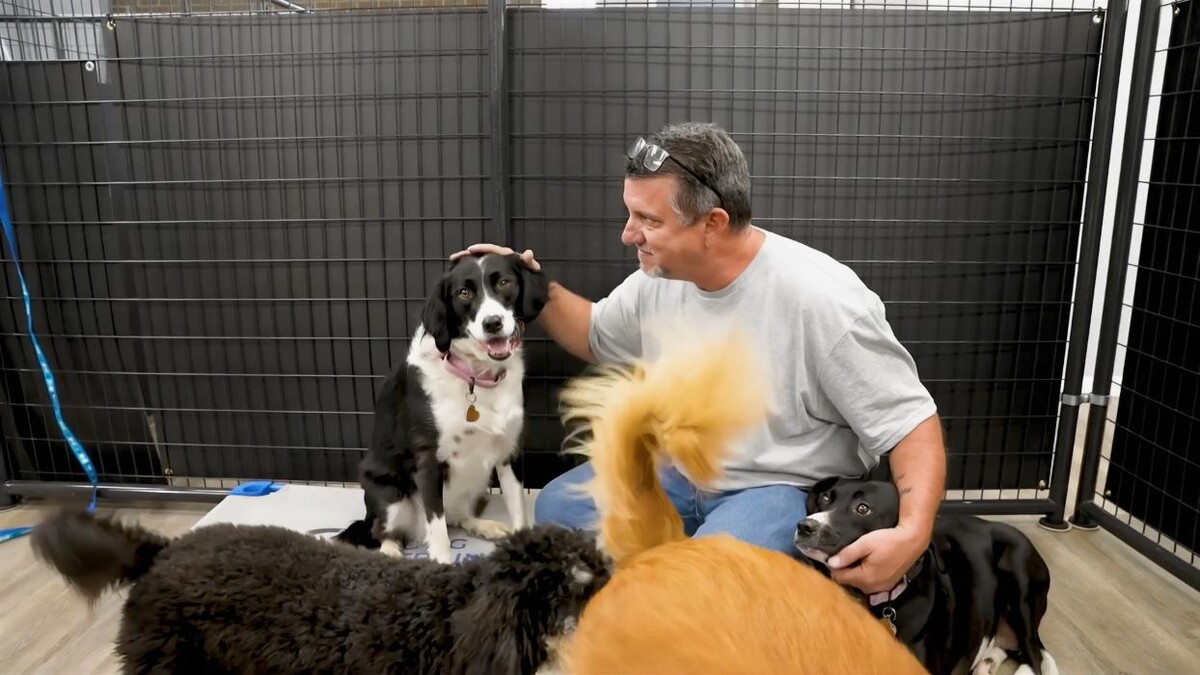 Images Your Dog's Best Days