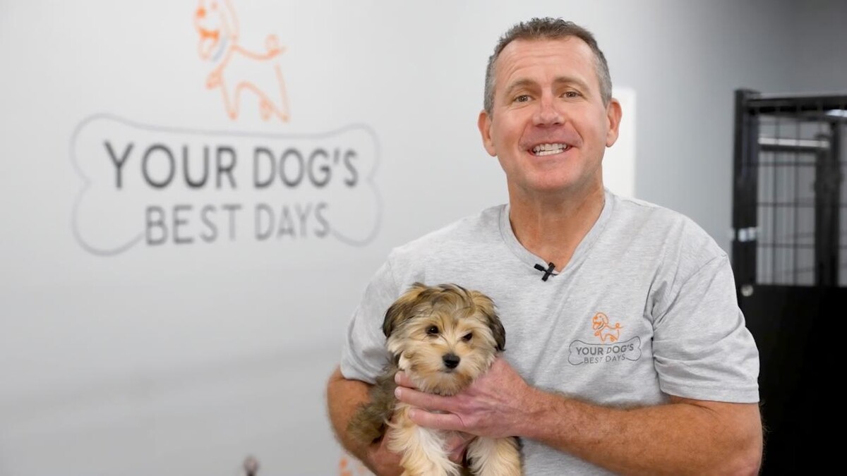 Images Your Dog's Best Days