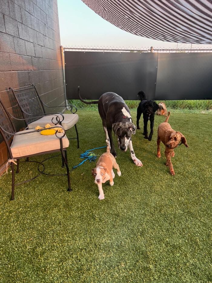 Images Your Dog's Best Days