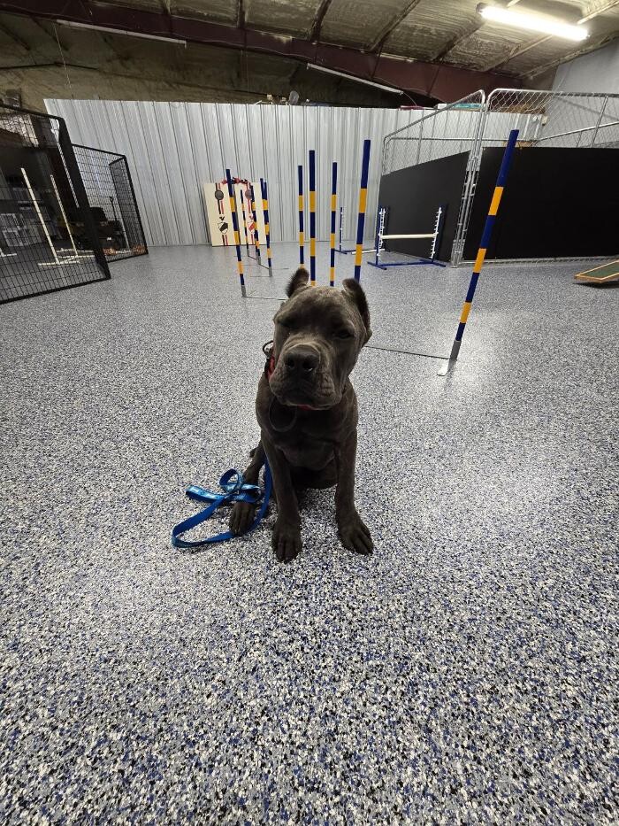 Images Your Dog's Best Days