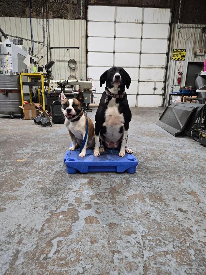 Images Your Dog's Best Days