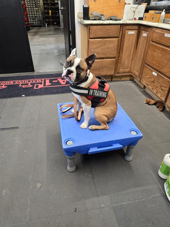 Images Your Dog's Best Days