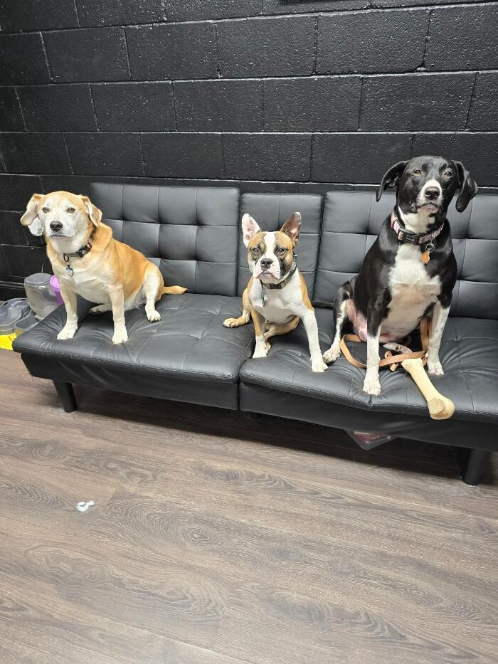 Images Your Dog's Best Days