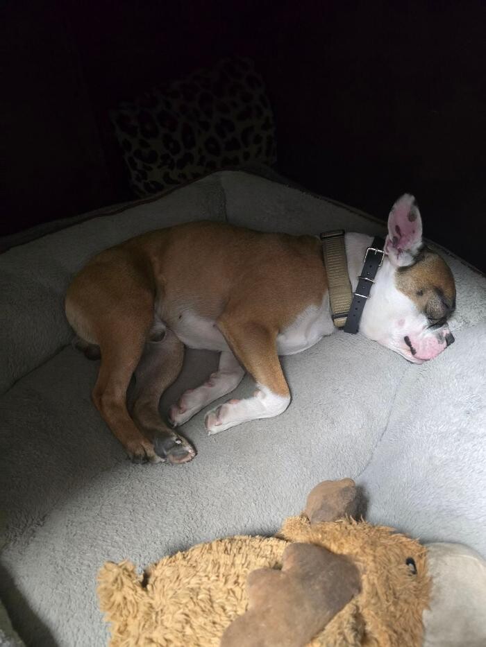 Images Your Dog's Best Days