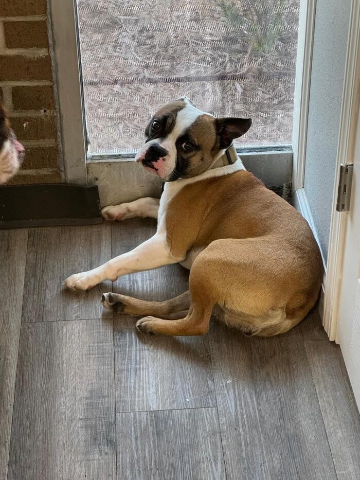 Images Your Dog's Best Days