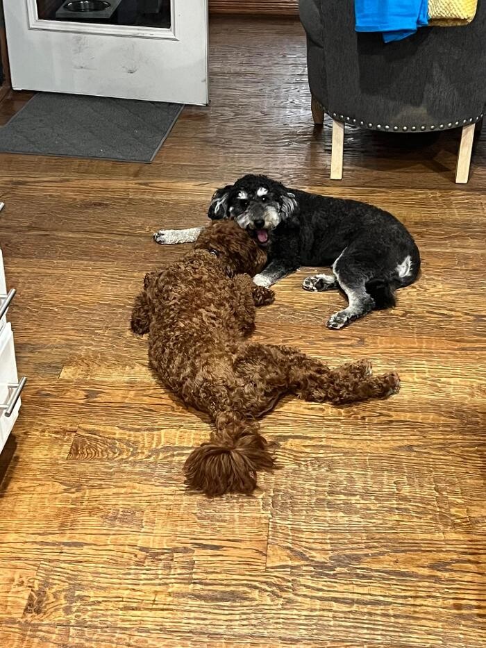 Images Your Dog's Best Days