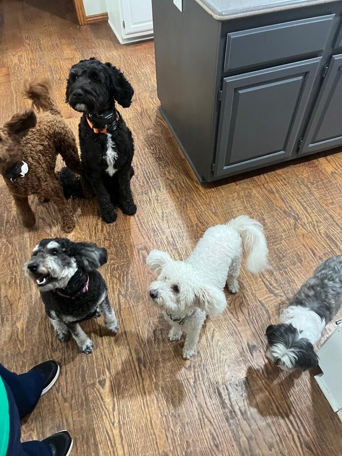 Images Your Dog's Best Days