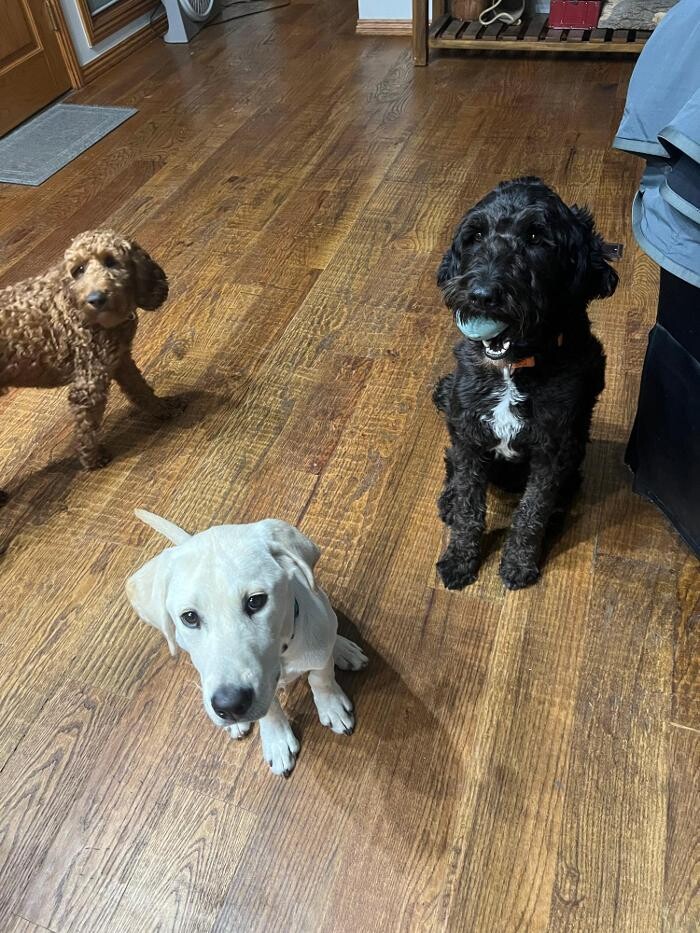 Images Your Dog's Best Days