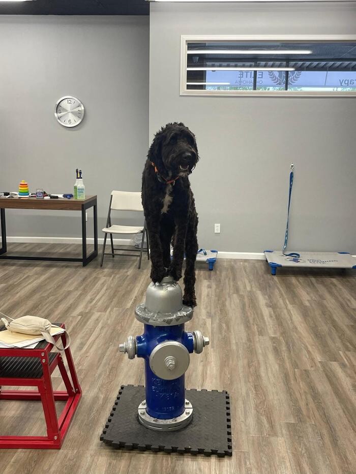 Images Your Dog's Best Days