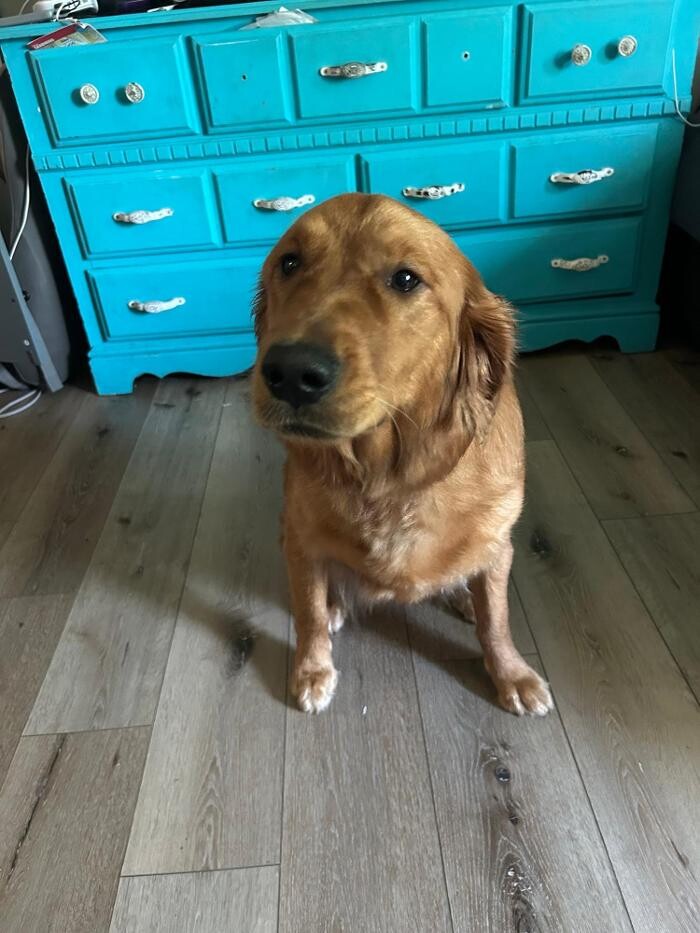 Images Your Dog's Best Days