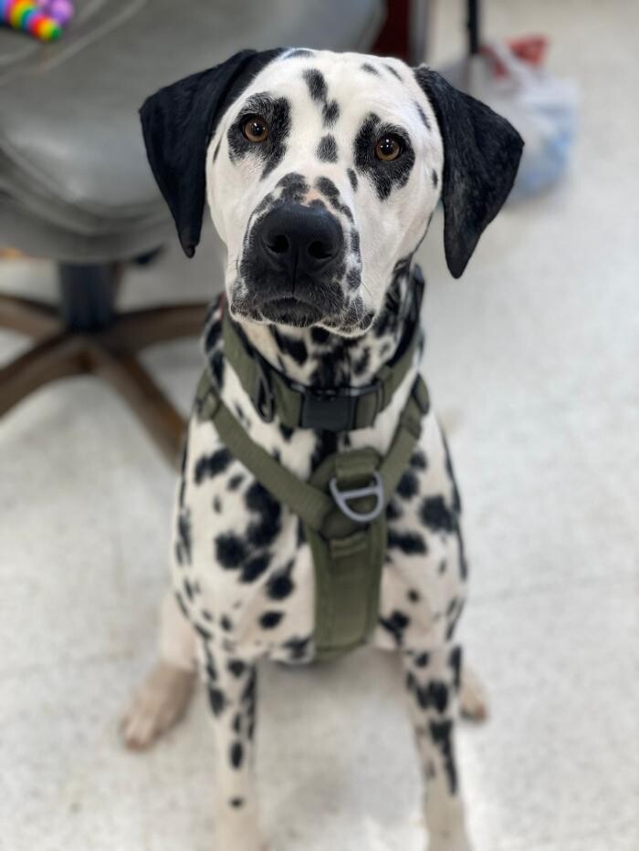 Images Your Dog's Best Days