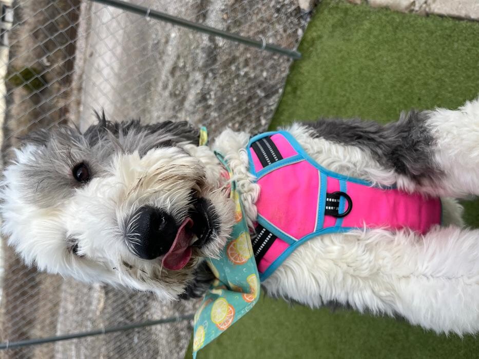 Images Your Dog's Best Days