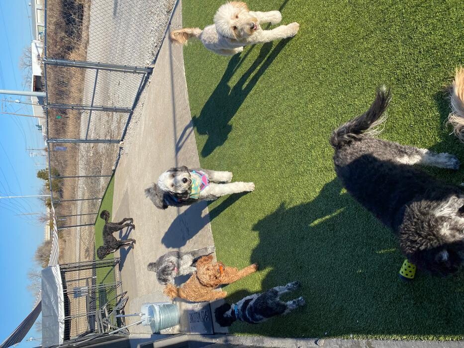 Images Your Dog's Best Days