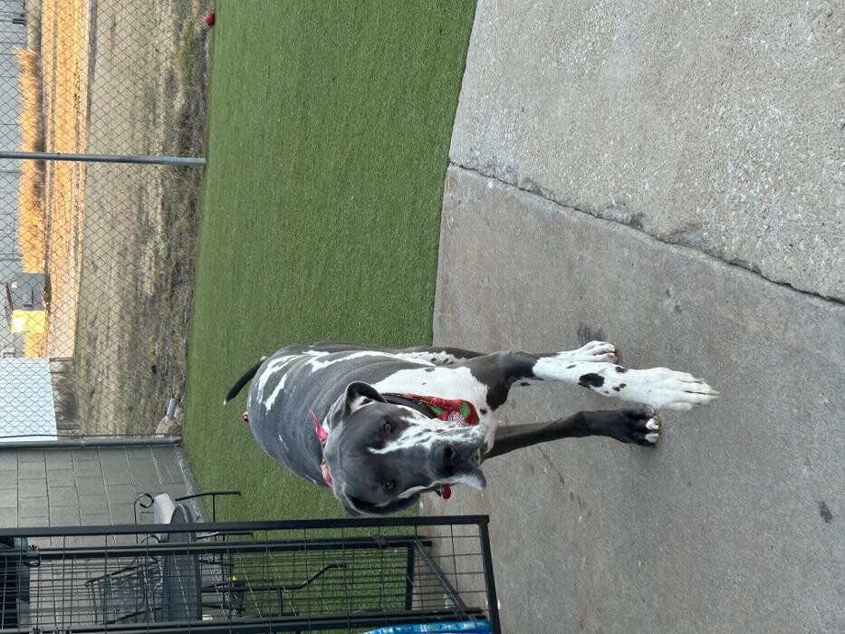 Images Your Dog's Best Days