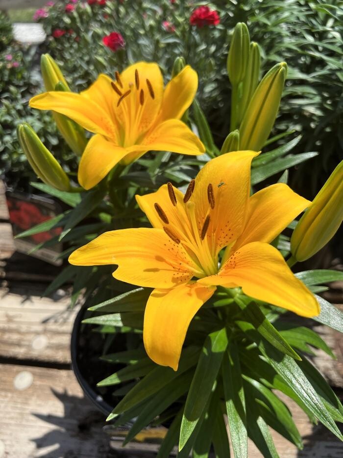 Images Blanchard's Blossoms and Garden Center
