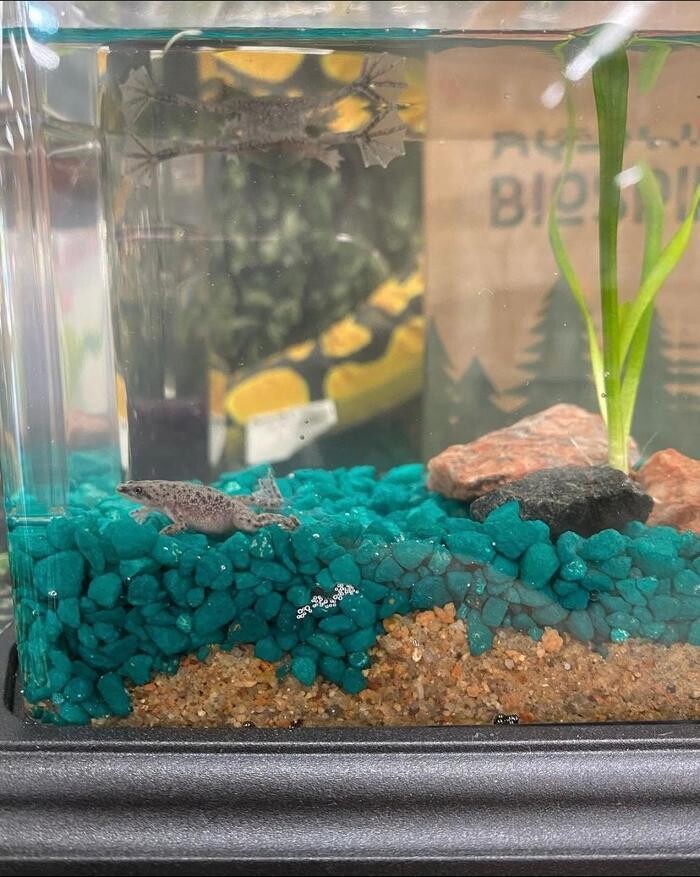 Images Fullerton Ace Hardware