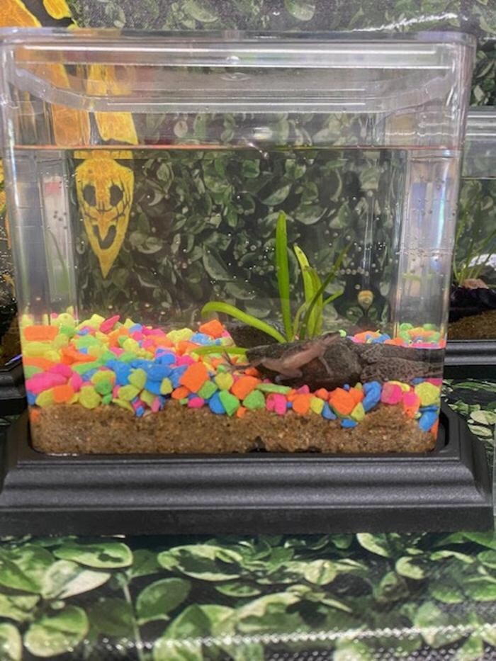 Images Fullerton Ace Hardware