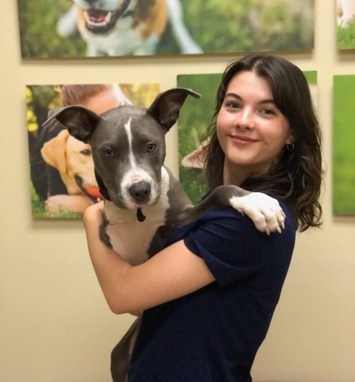 Images Towne Center Animal Hospital and Pet Hotel