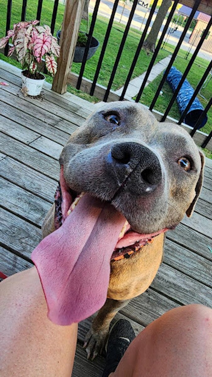 Images Train in Love Dog Training