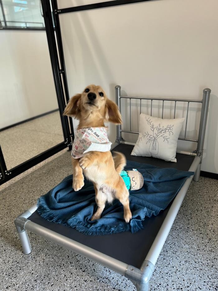 Images P-K Pet Resort & Spa