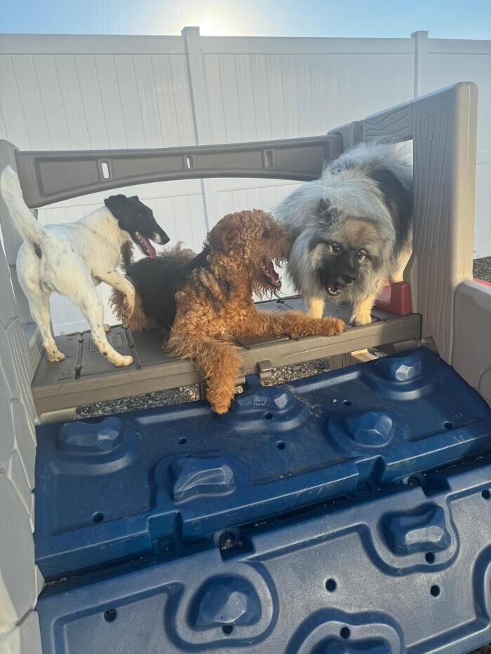 Images P-K Pet Resort & Spa