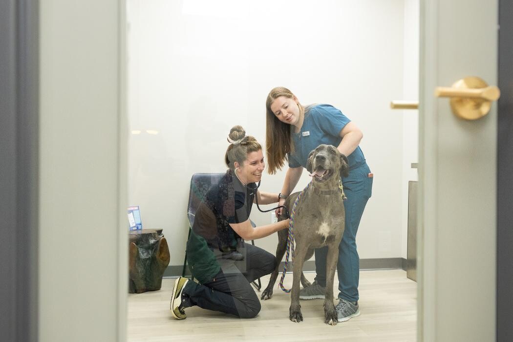 Images Stone Ave Vet