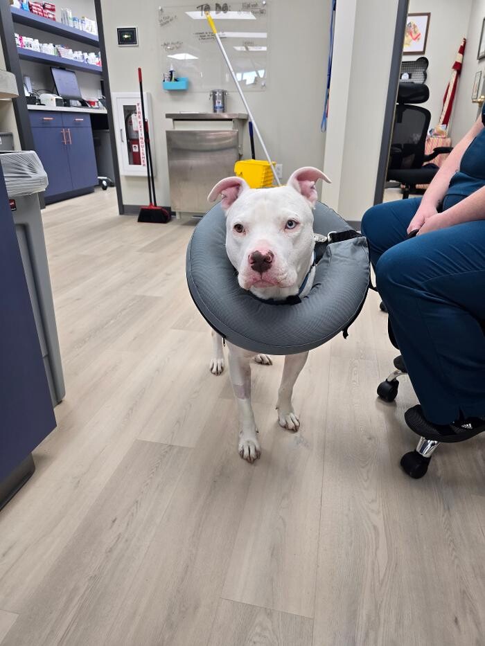 Images Stone Ave Vet