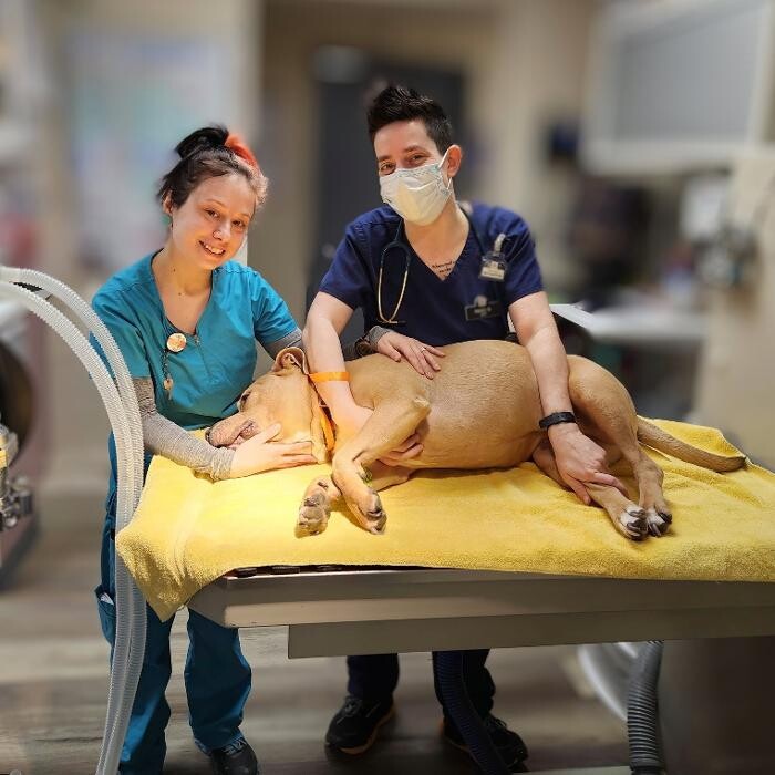 Images Pet Care Center at Luna Park