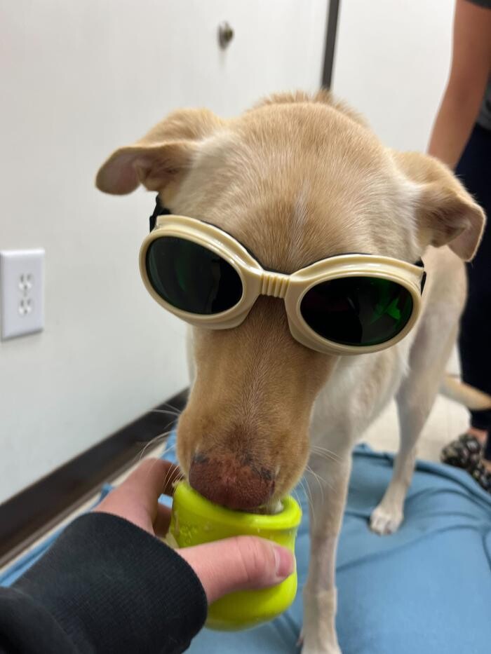Images Irvine Valley Veterinary Hospital