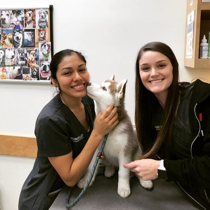 Images Irvine Valley Veterinary Hospital Emergency