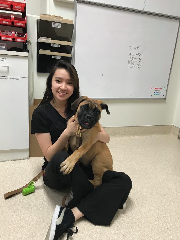 Images Irvine Valley Veterinary Hospital Emergency