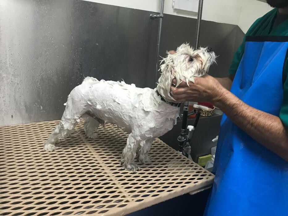 Images Irvine Valley Veterinary Hospital Emergency