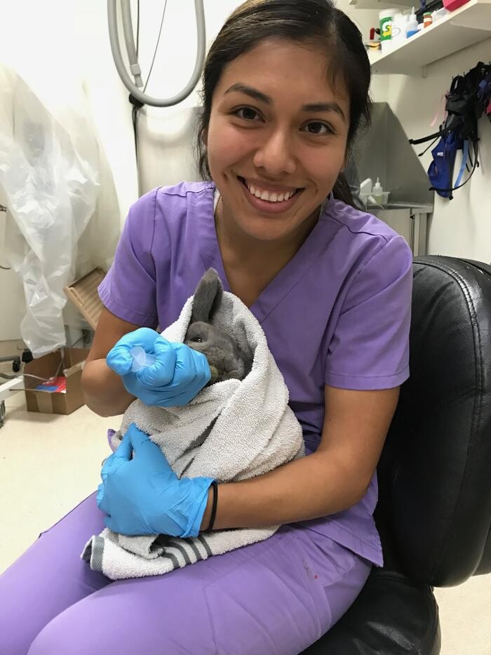 Images Irvine Valley Veterinary Hospital Emergency