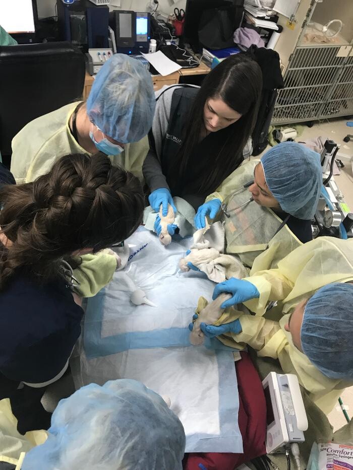 Images Irvine Valley Veterinary Hospital Emergency