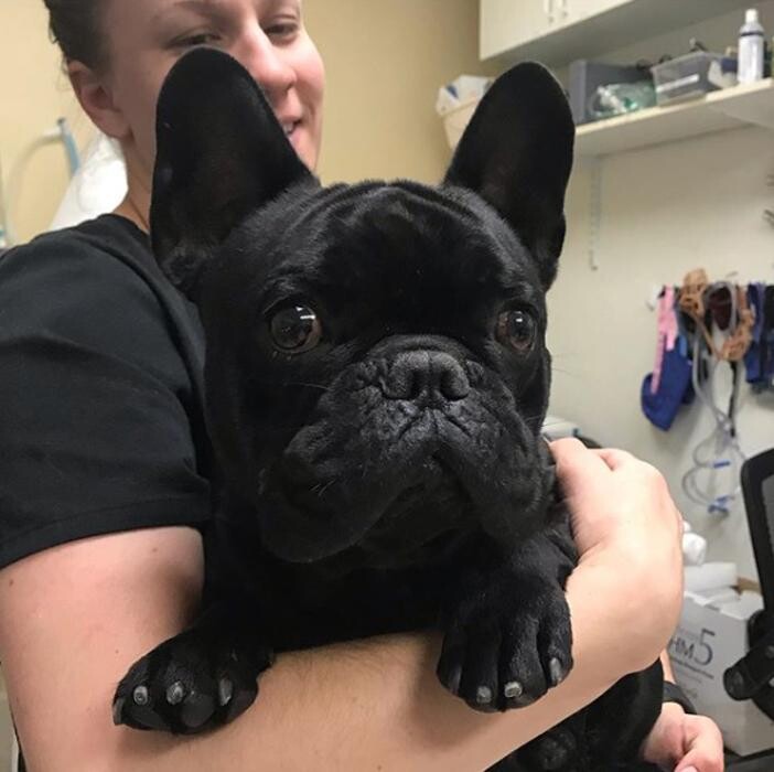 Images Irvine Valley Veterinary Hospital Emergency