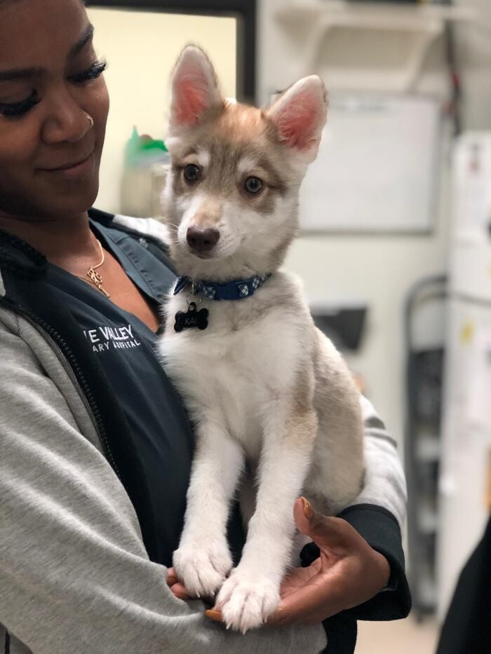 Images Irvine Valley Veterinary Hospital Emergency