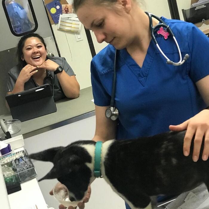 Images Irvine Valley Veterinary Hospital Emergency