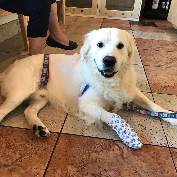 Images Irvine Valley Veterinary Hospital Emergency