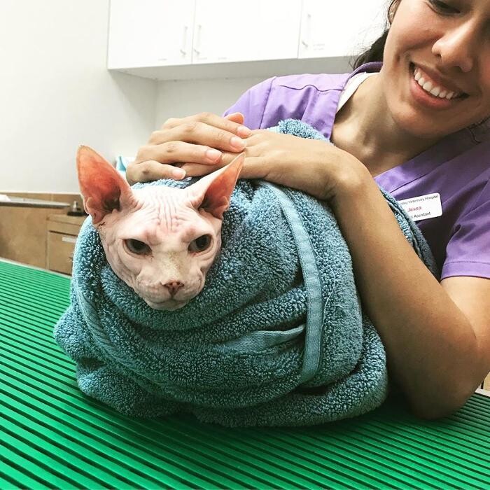 Images Irvine Valley Veterinary Hospital Emergency