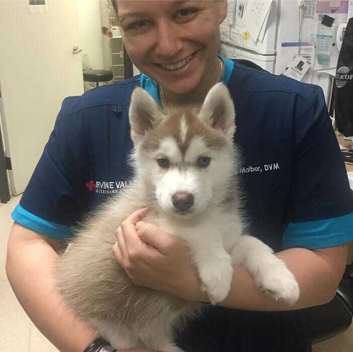 Images Irvine Valley Veterinary Hospital Emergency