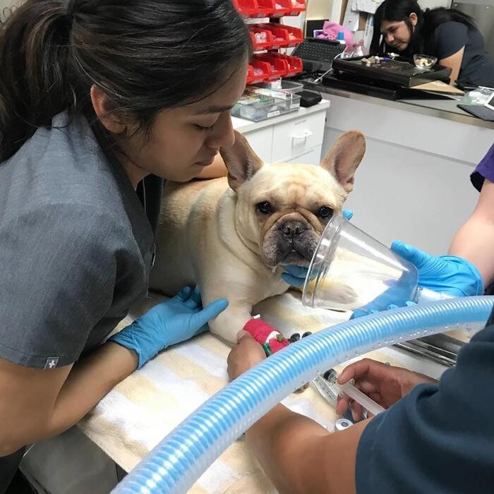 Images Irvine Valley Veterinary Hospital Emergency