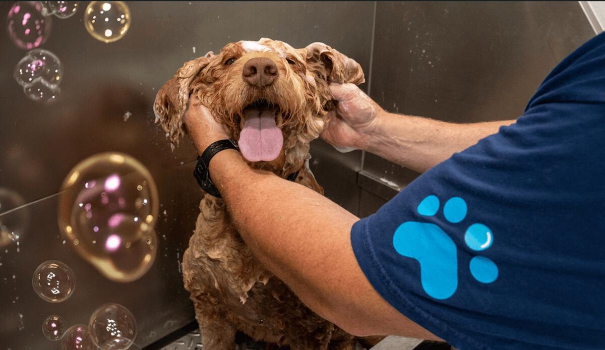 Images Zoomin Groomin South Chesterfield